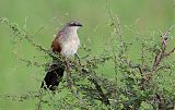 White-browed Coucal